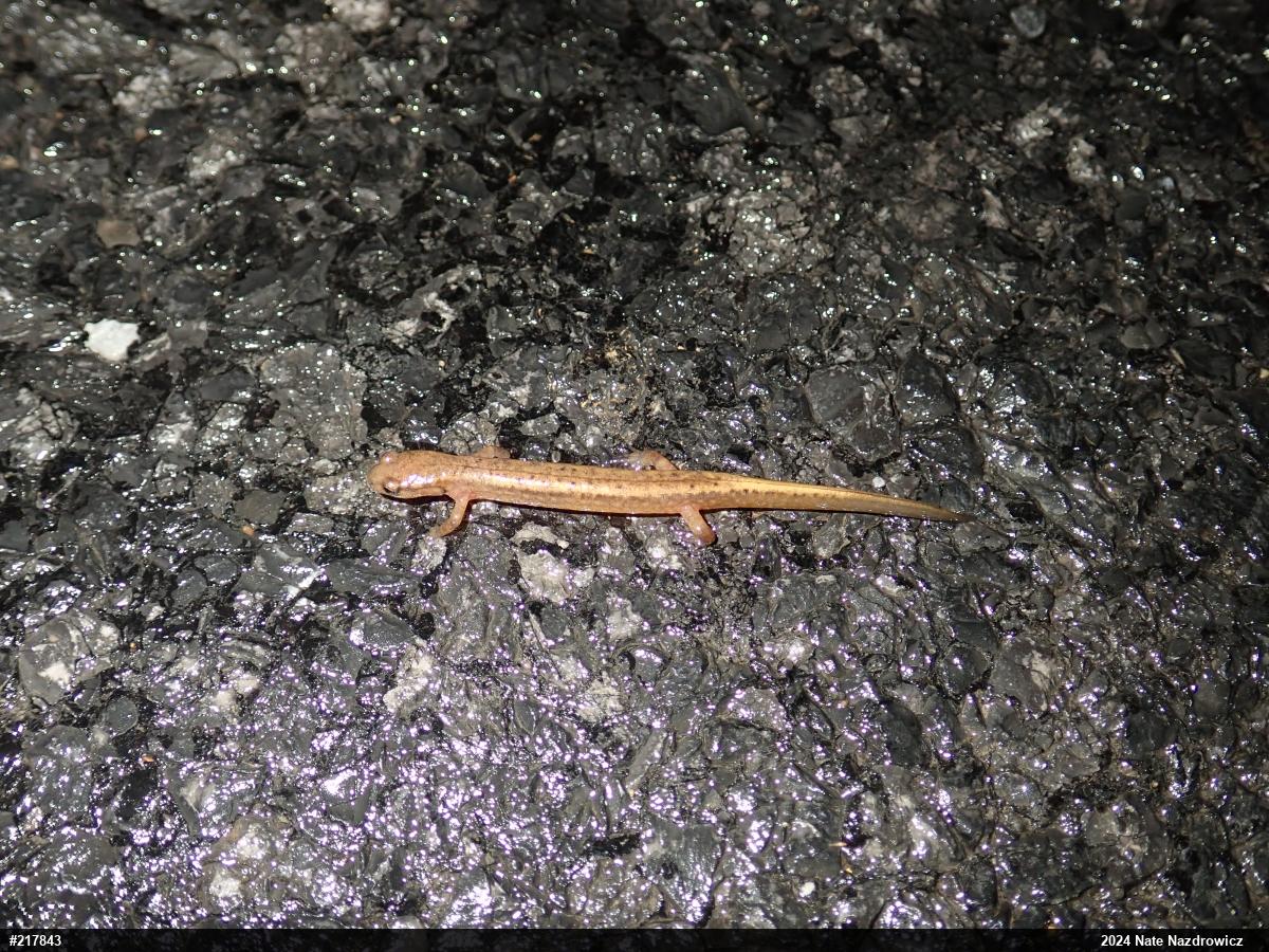 Northern Two-lined Salamander