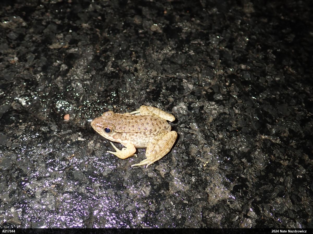 Green Frog