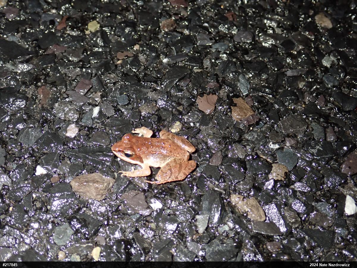 Wood Frog