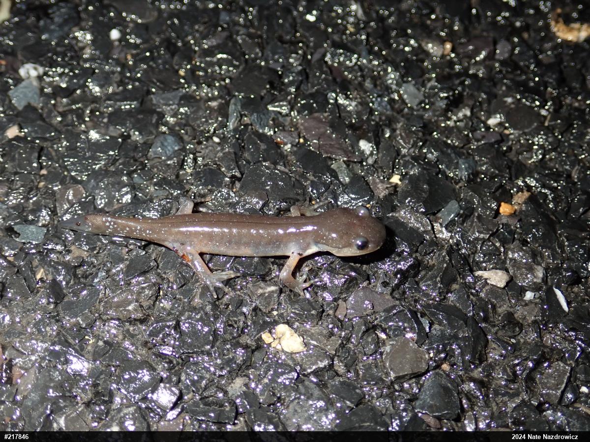 Jefferson Salamander