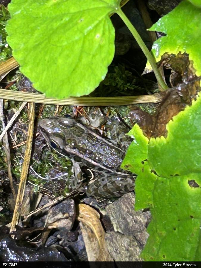 Pickerel Frog