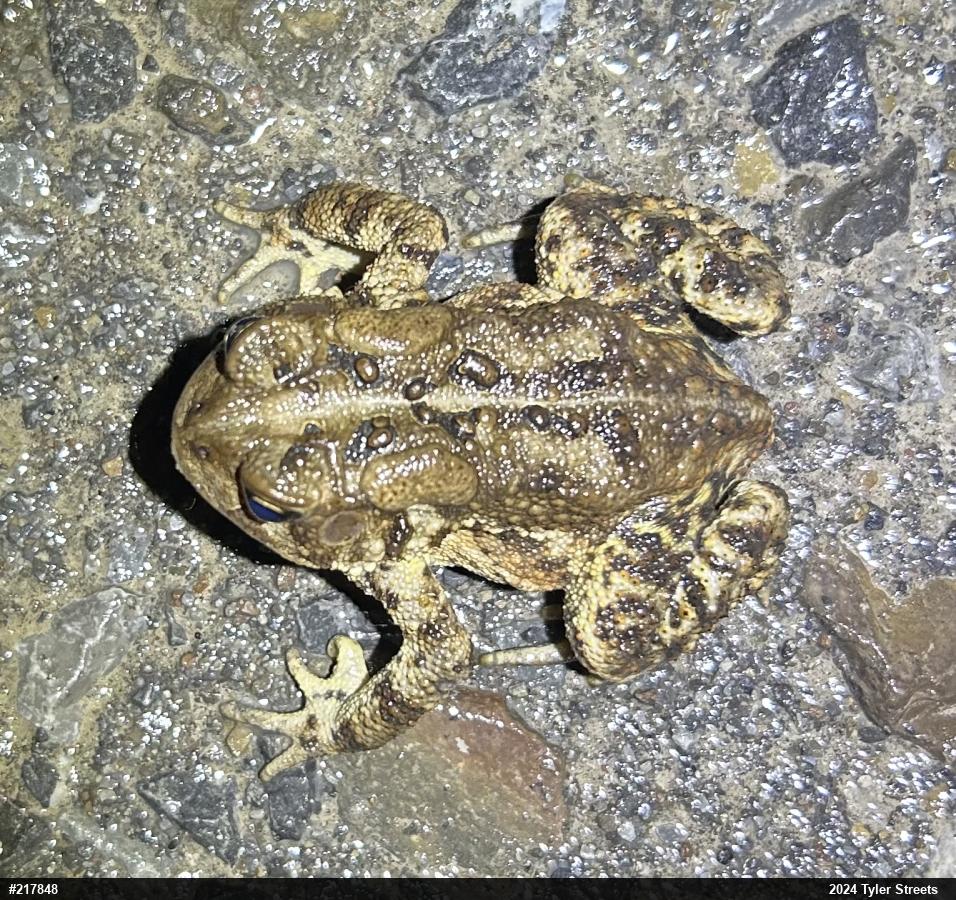 Eastern American Toad