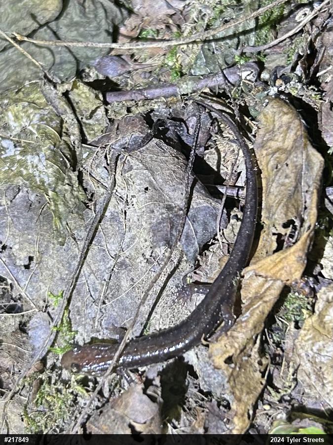 Allegheny Mountain Dusky Salamander