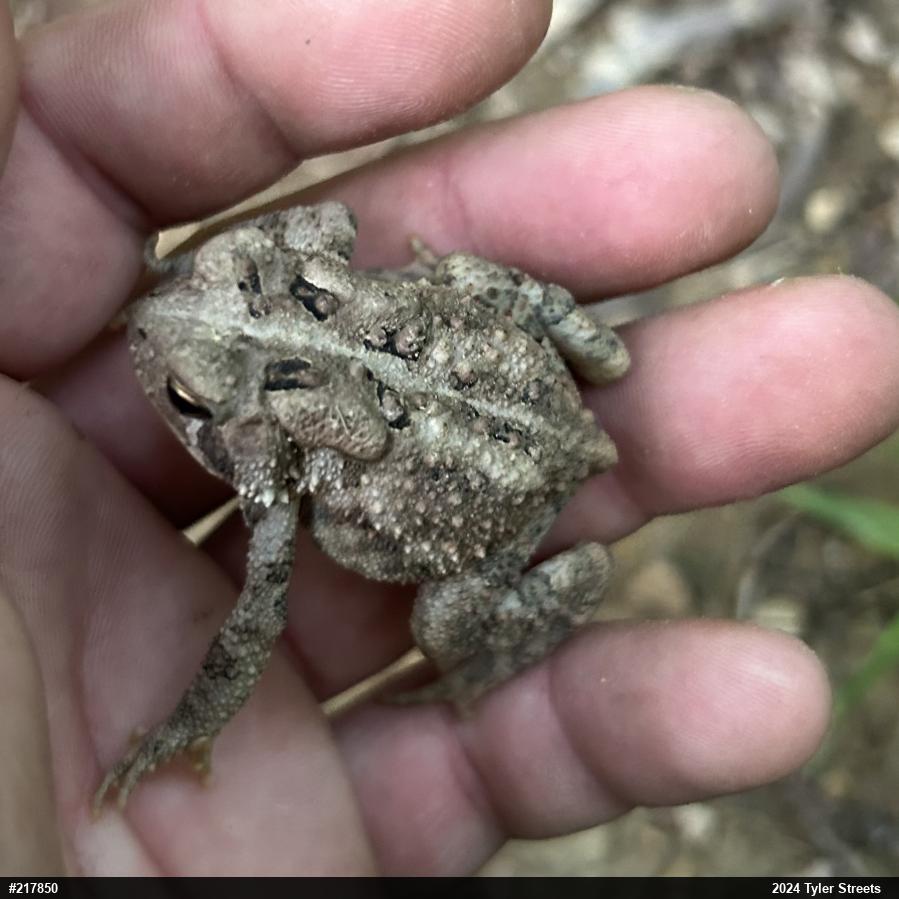 Eastern American Toad