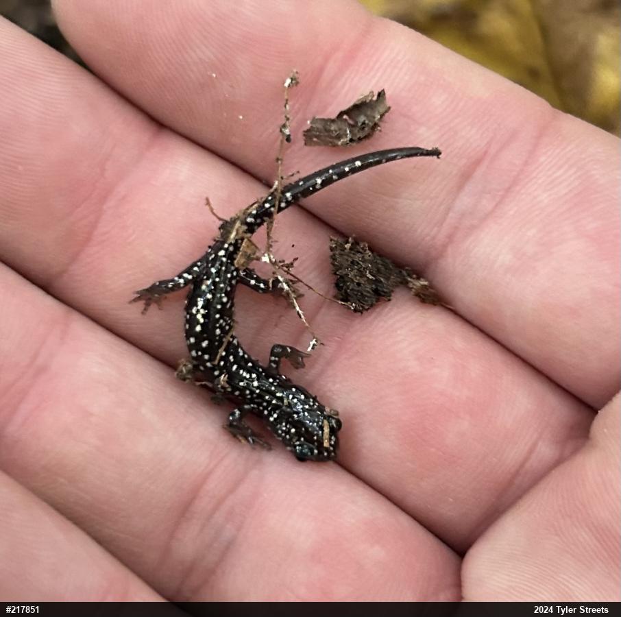 Northern Slimy Salamander