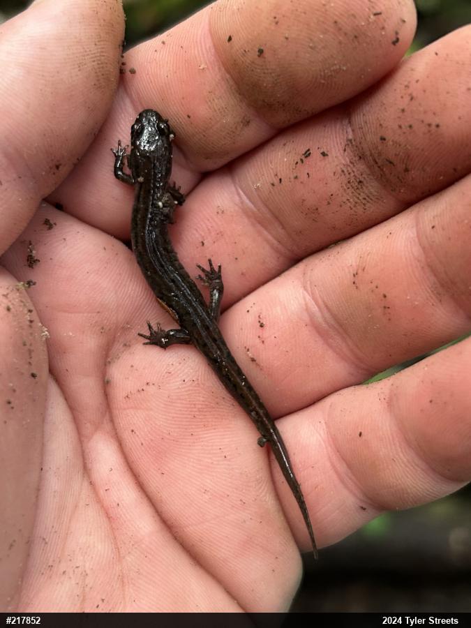 Northern Dusky Salamander