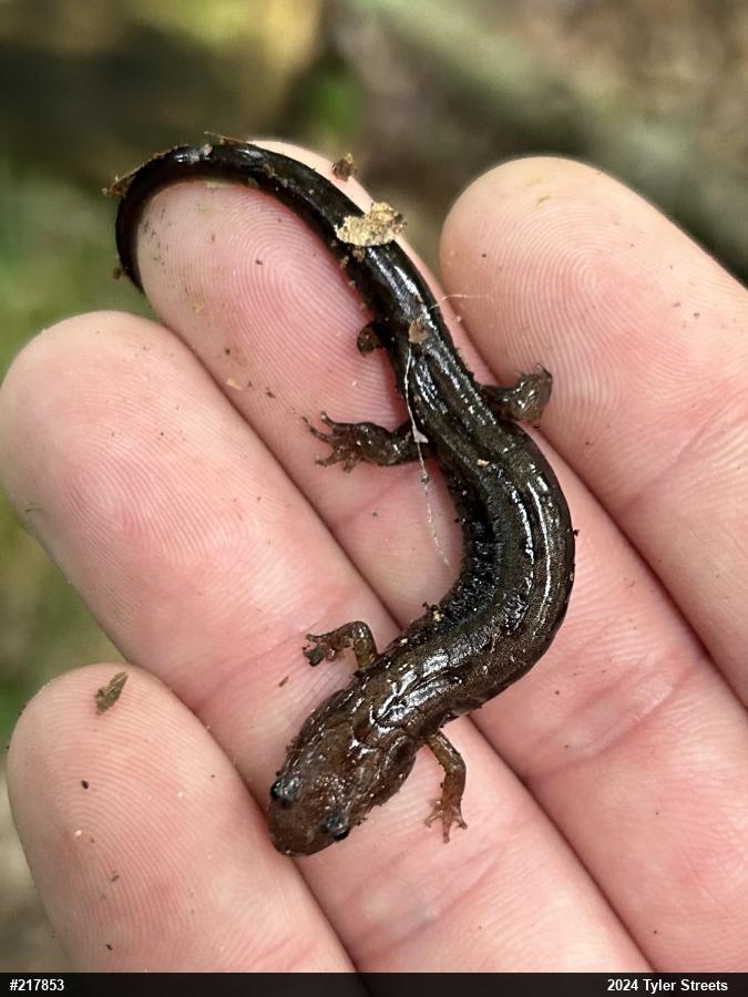 Allegheny Mountain Dusky Salamander