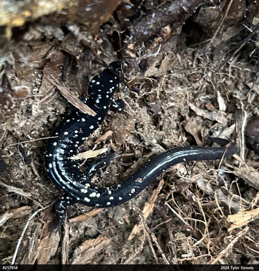 Northern Slimy Salamander
