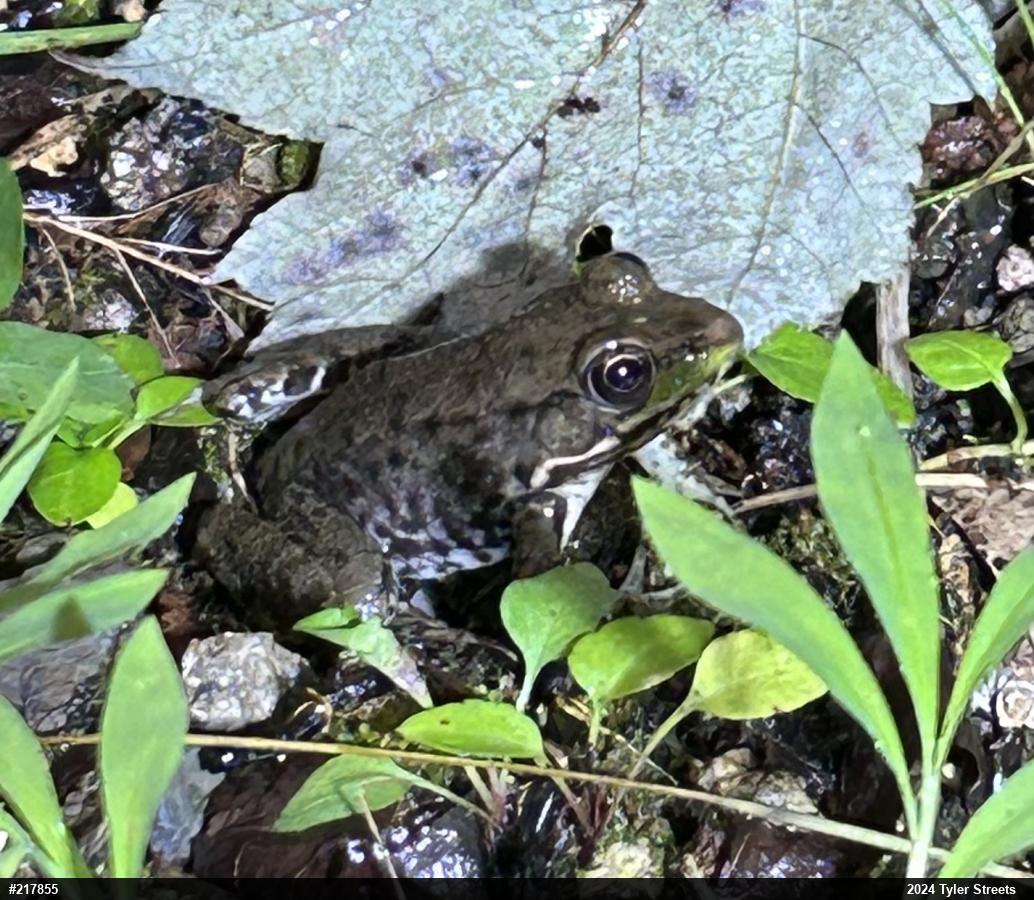 Green Frog