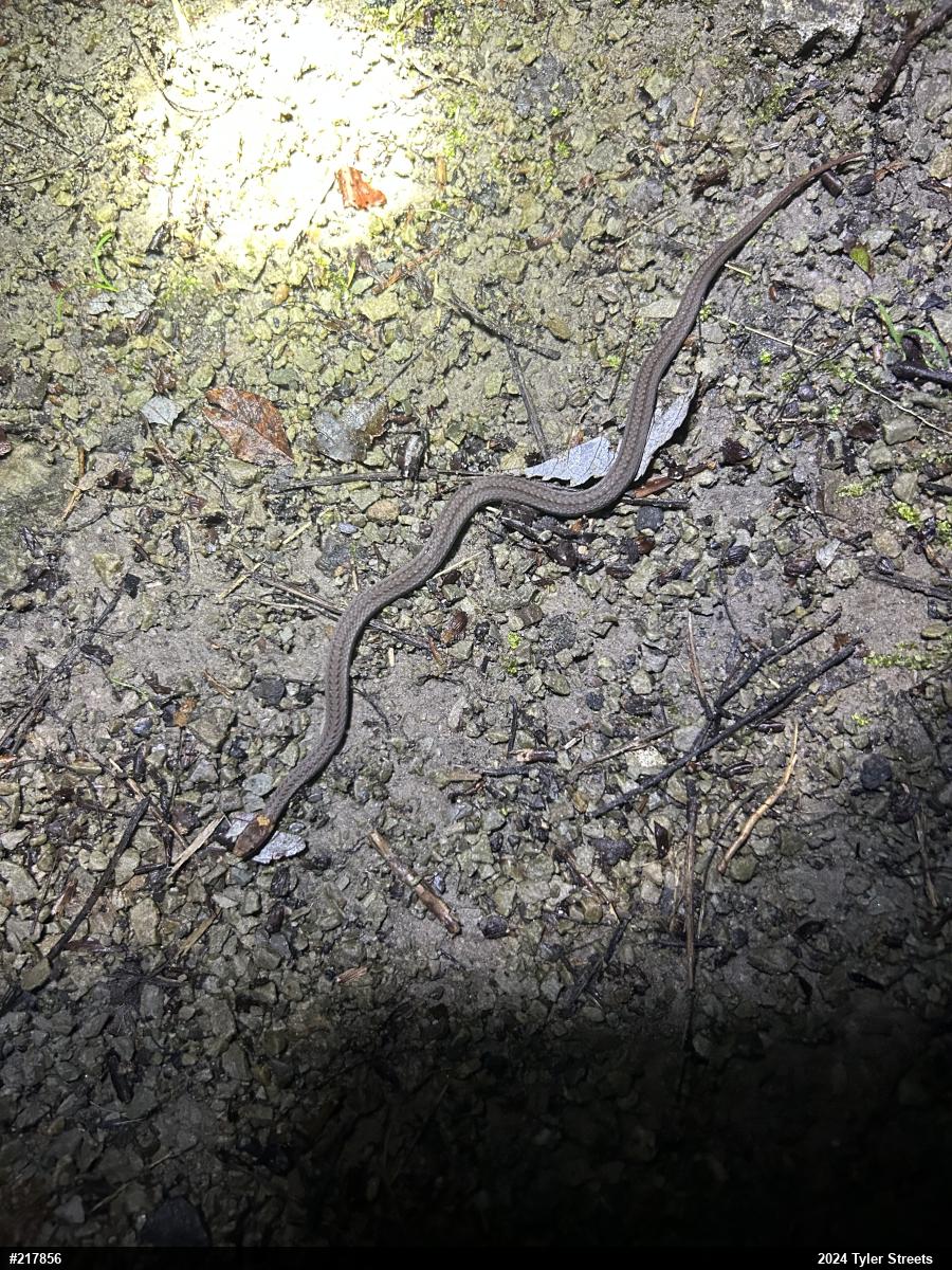 Red-bellied Snake