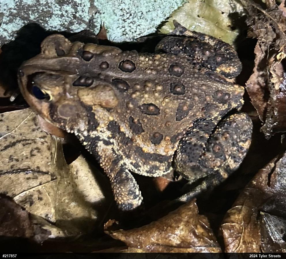 Eastern American Toad
