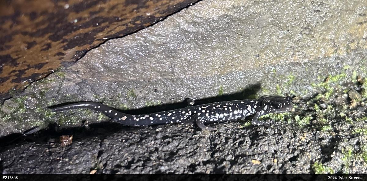 Northern Slimy Salamander