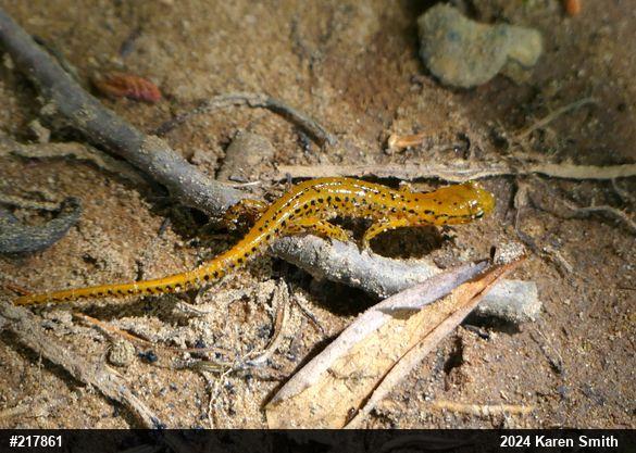 Eastern Long-tailed Salamander