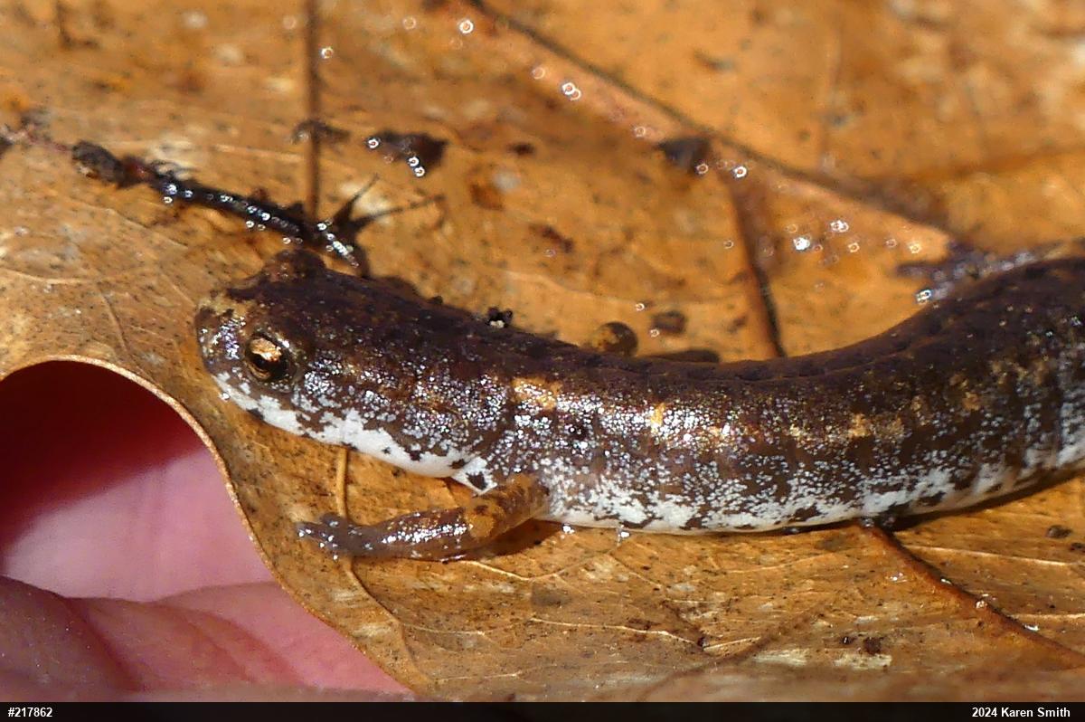 Four-toed Salamander