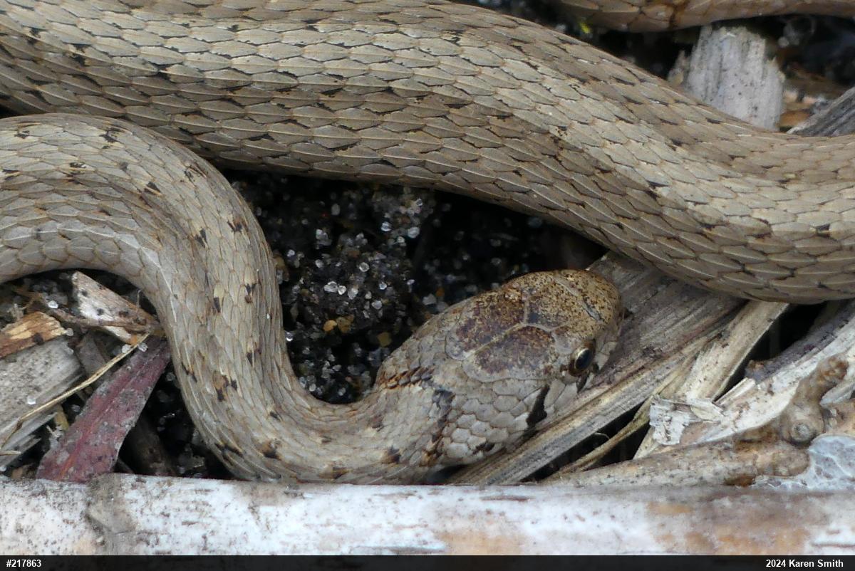 Dekay's Brownsnake