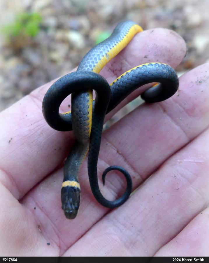 Northern Ring-necked Snake
