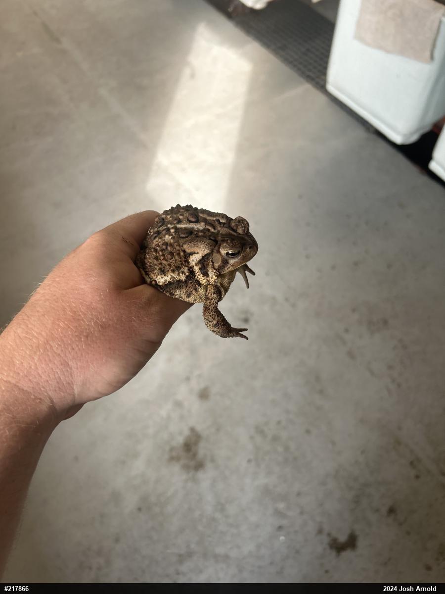 Eastern American Toad