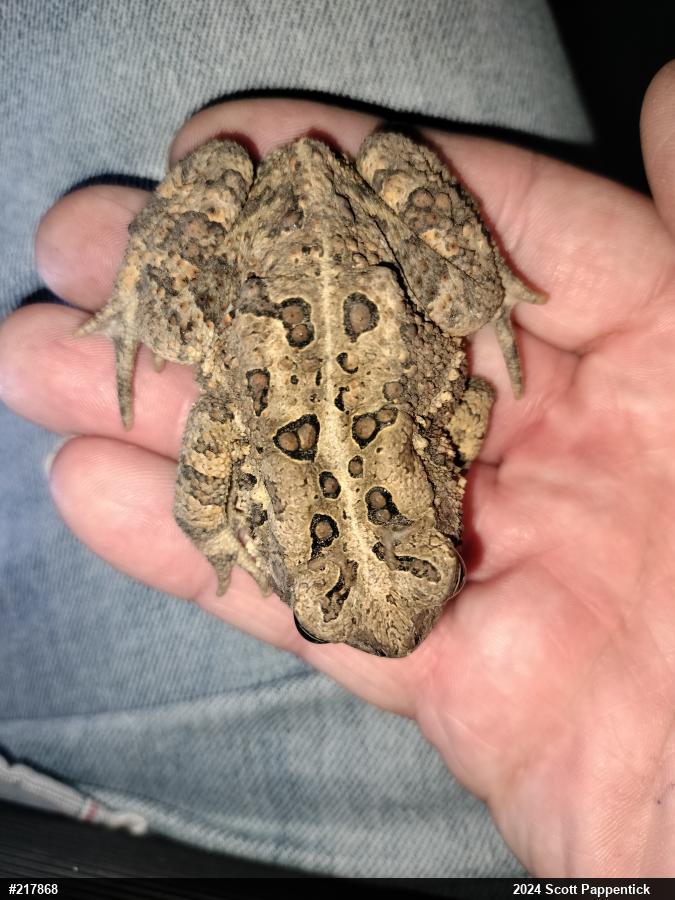 Eastern American Toad