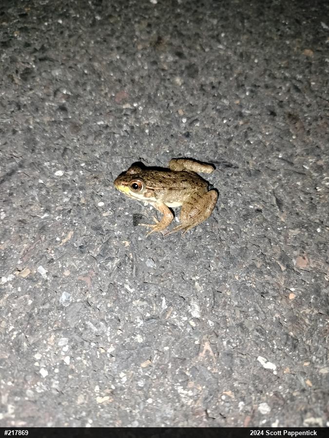 Green Frog