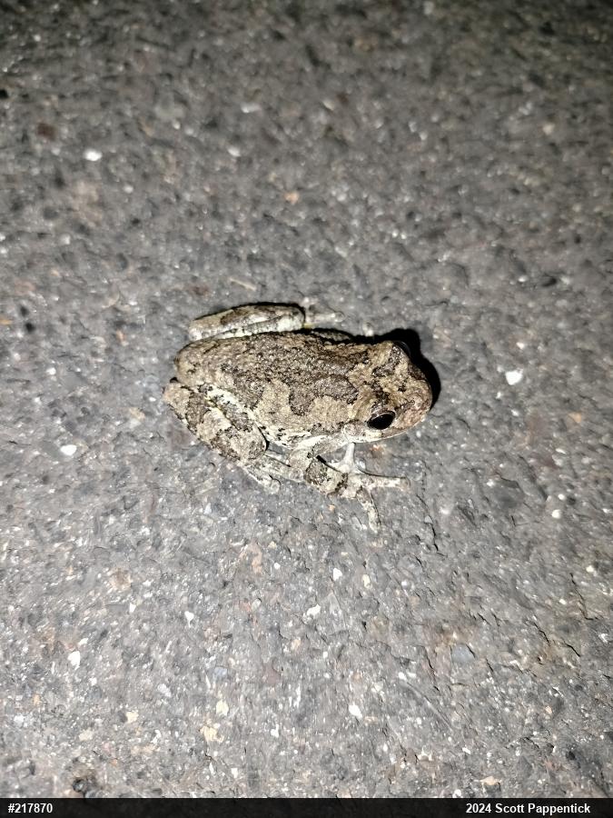 Unknown Gray Treefrog
