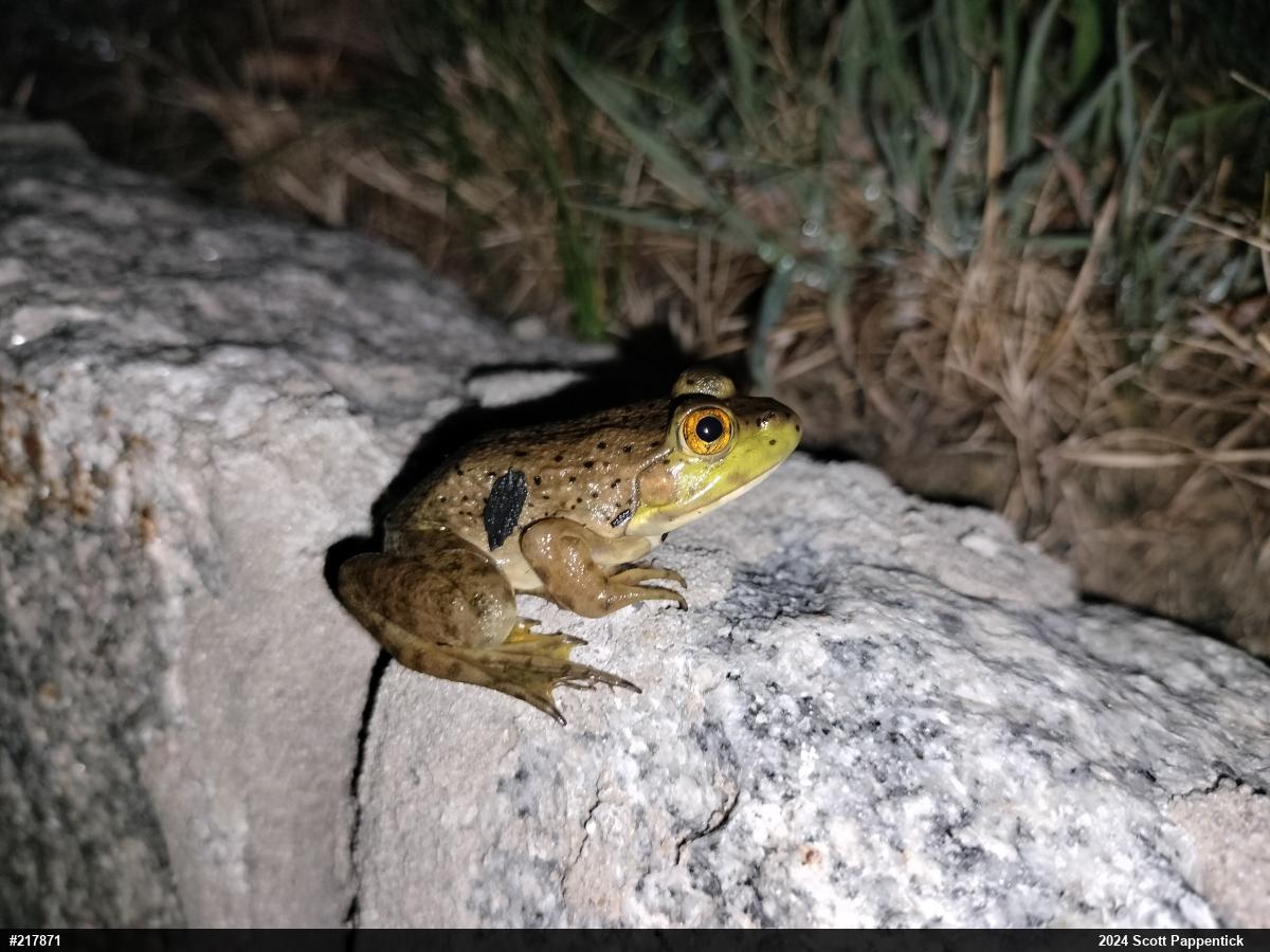 American Bullfrog