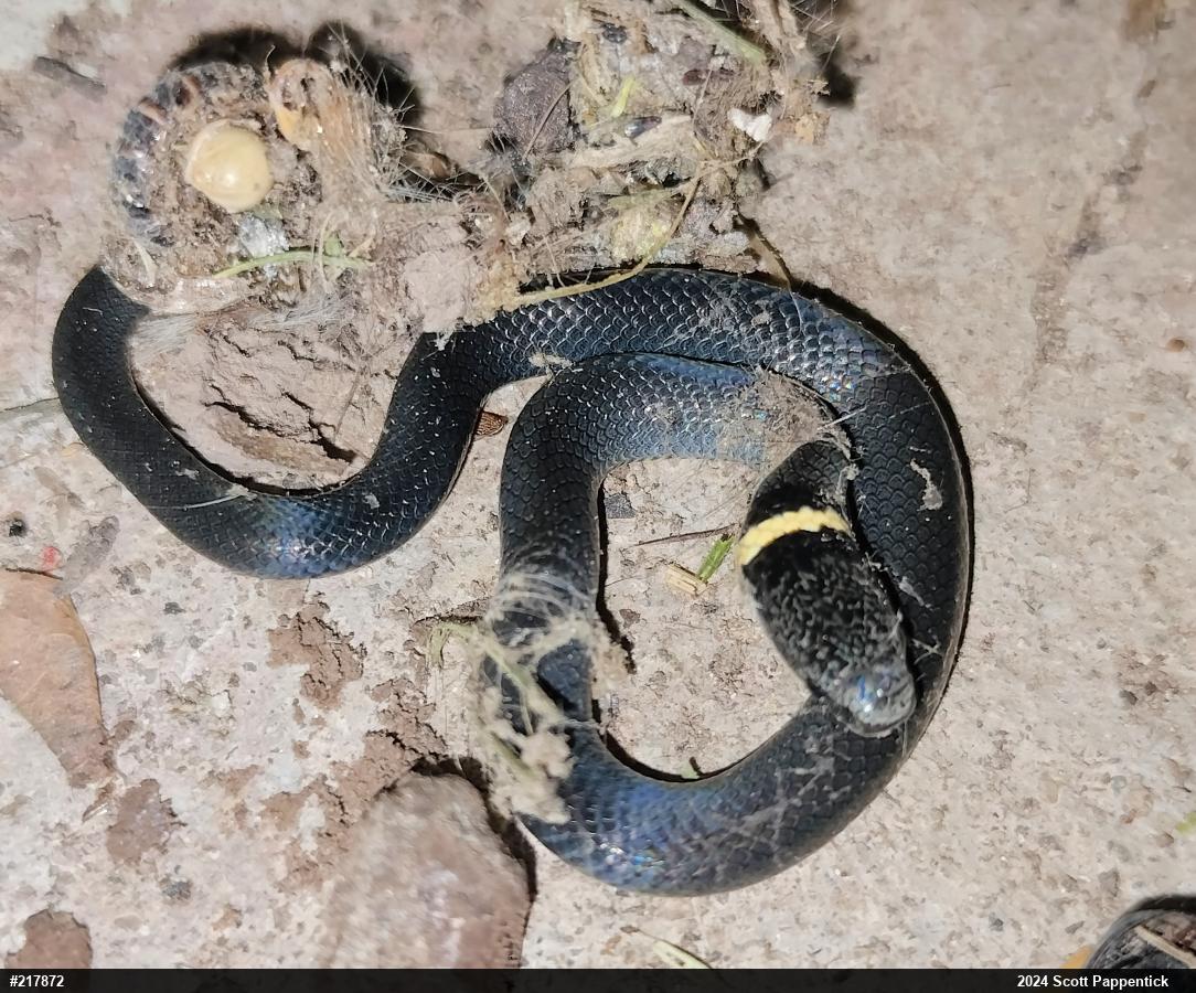 Northern Ring-necked Snake