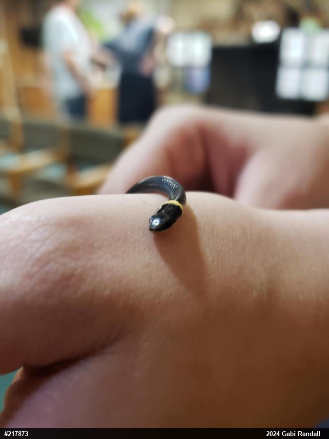 Northern Ring-necked Snake
