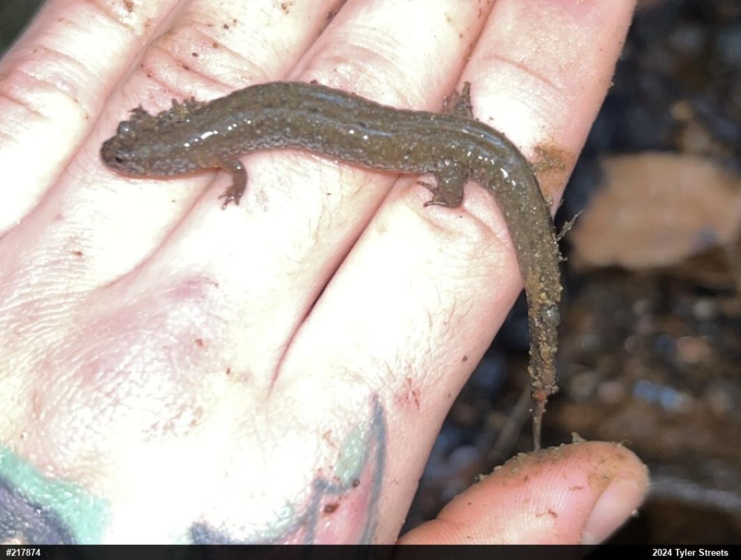 Northern Dusky Salamander