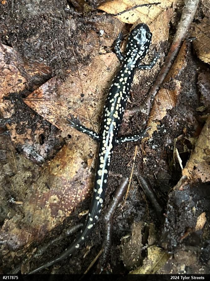Northern Slimy Salamander