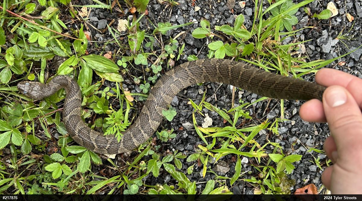 Northern Watersnake