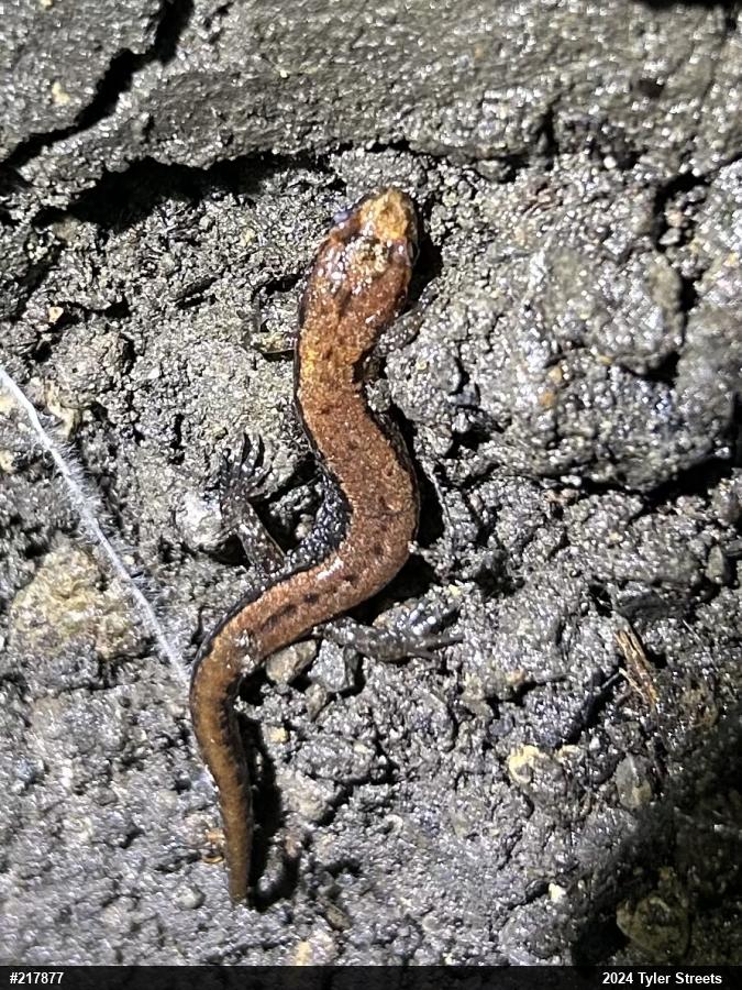 Allegheny Mountain Dusky Salamander