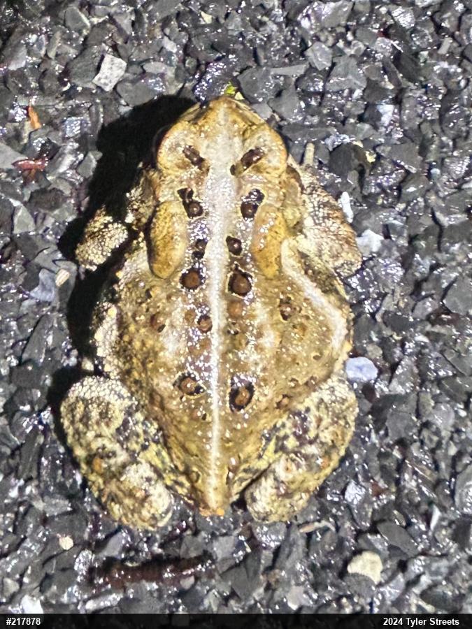Eastern American Toad