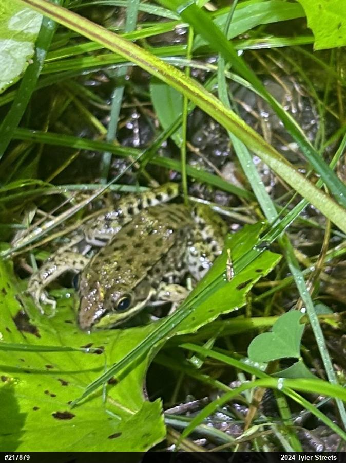 Green Frog