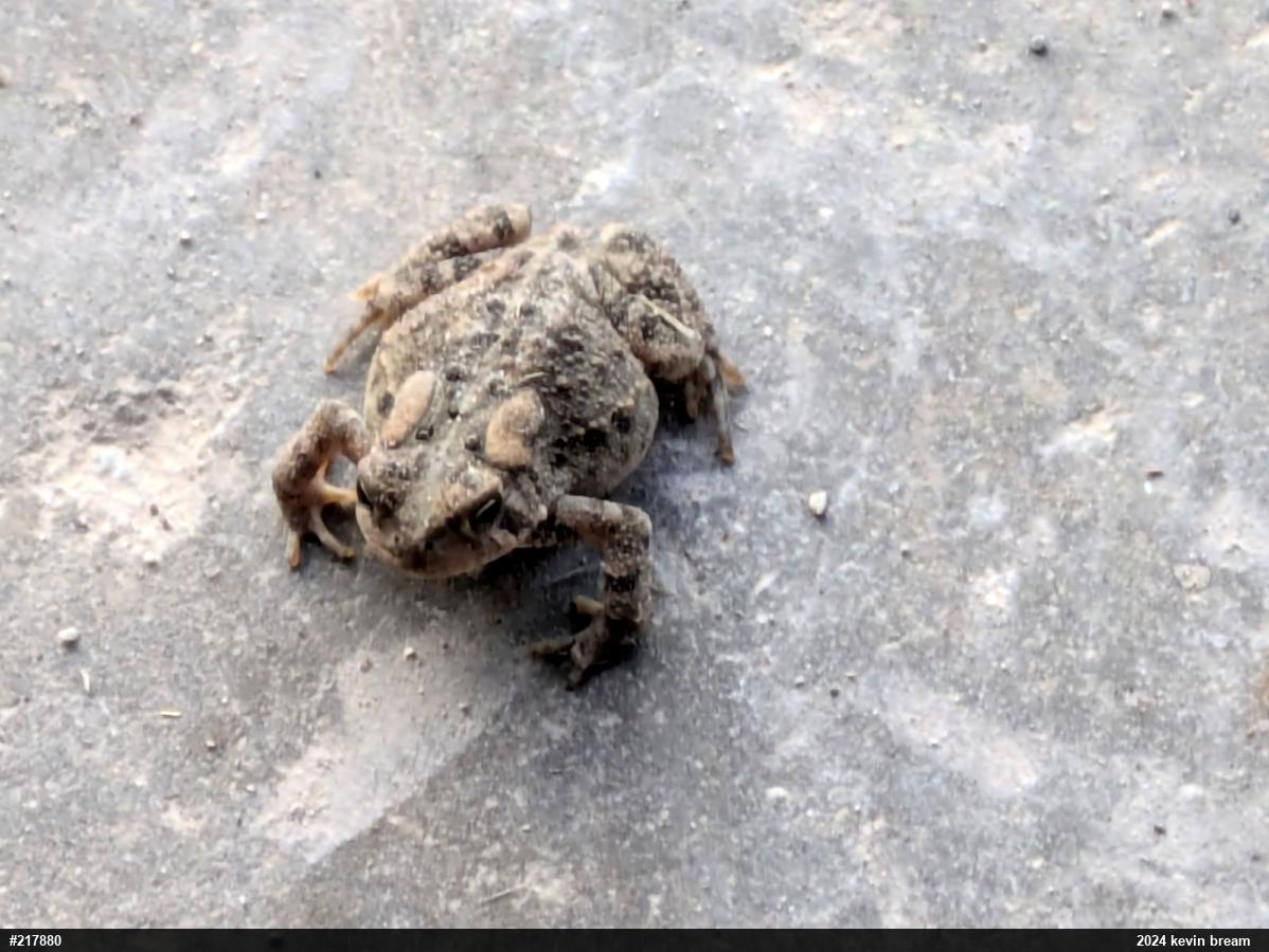 Eastern American Toad