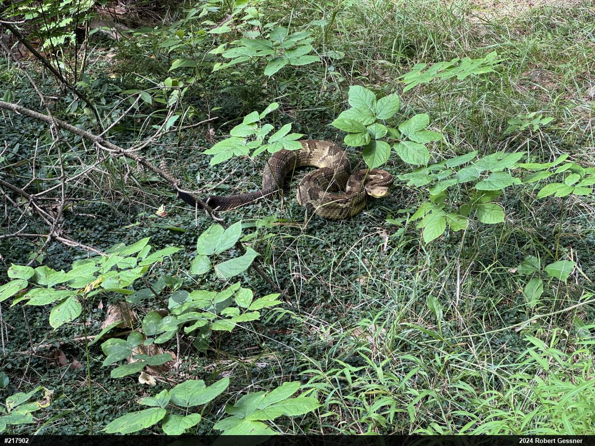 Timber Rattlesnake