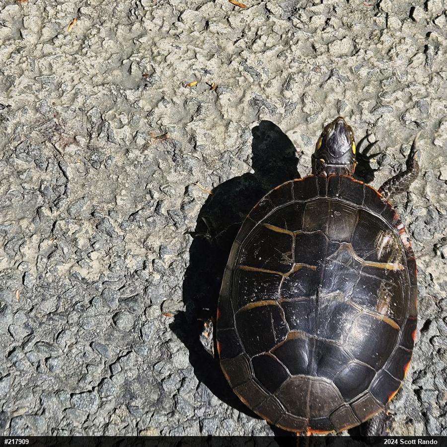 Eastern Painted Turtle