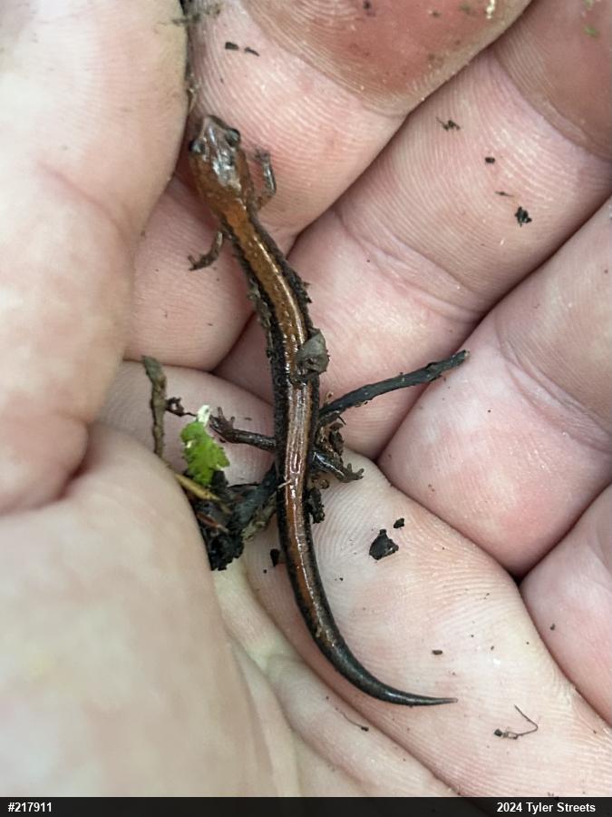 Eastern Red-backed  Salamander