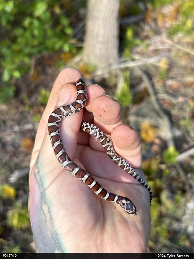 Eastern Milksnake