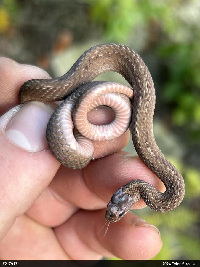 Red-bellied Snake