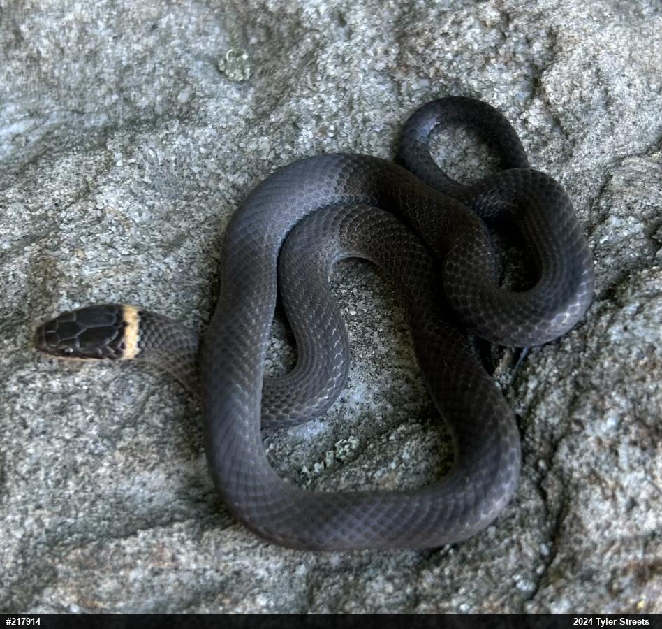 Northern Ring-necked Snake