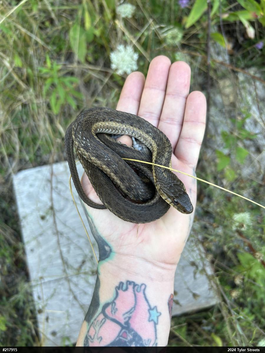 Eastern Gartersnake