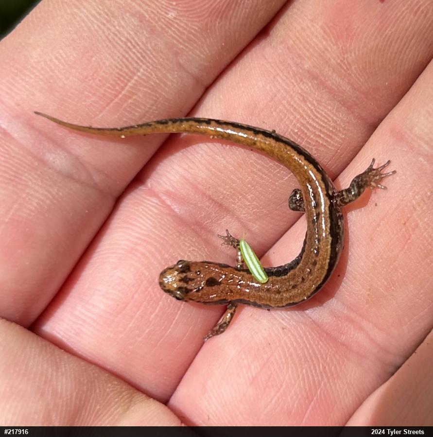 Allegheny Mountain Dusky Salamander