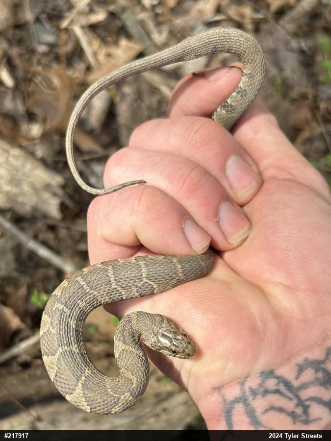 Northern Watersnake