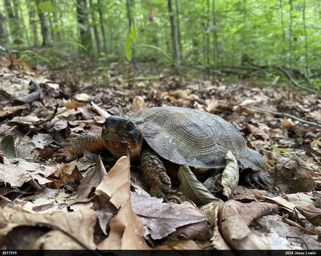 Wood Turtle