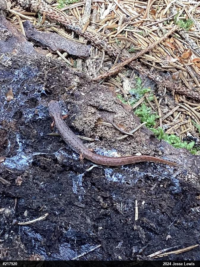 Four-toed Salamander