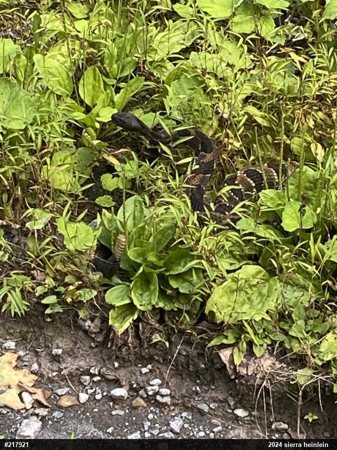 Timber Rattlesnake