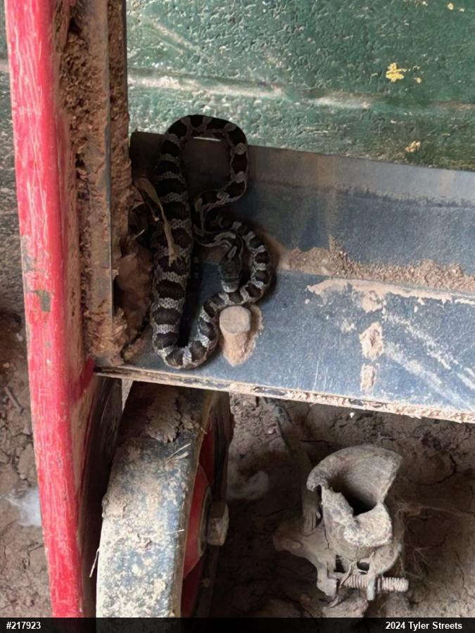 Eastern Ratsnake
