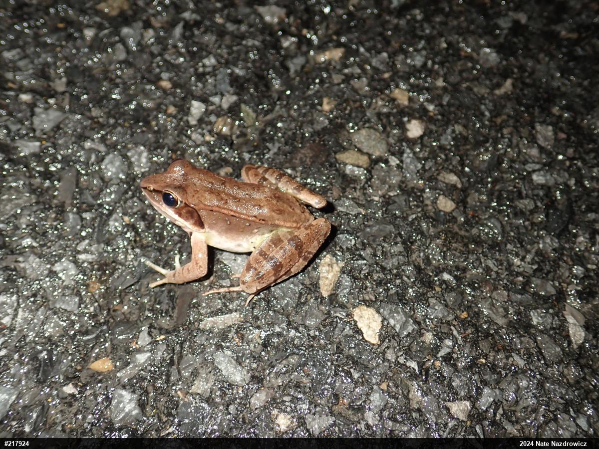 Wood Frog