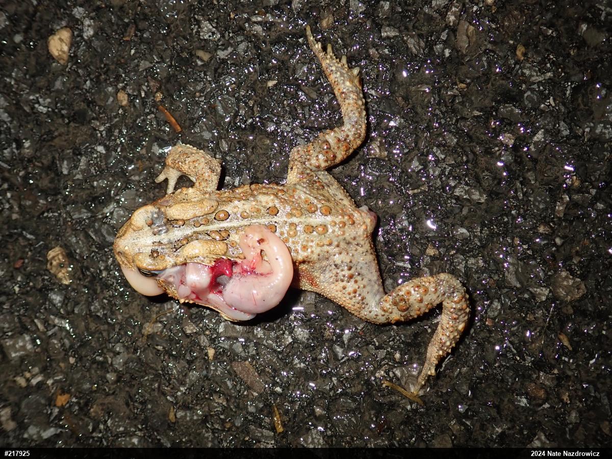 Eastern American Toad