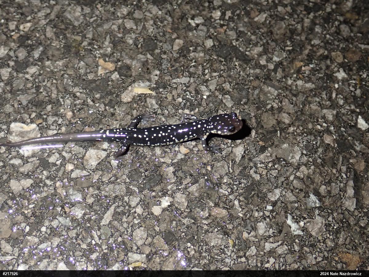 Northern Slimy Salamander